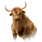 Bull TikTok LIVE gift