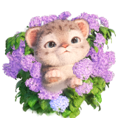 Lily and Hydrangea TikTok LIVE gift