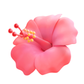 Hibiscus TikTok LIVE gift