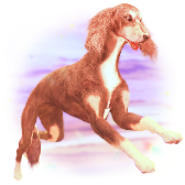 Hunting dog TikTok LIVE gift