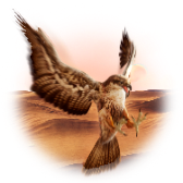 Falcon TikTok LIVE gift