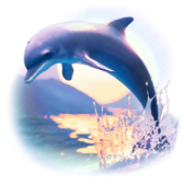 Dolphin TikTok gift