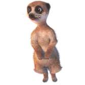 Meerkat TikTok LIVE gift
