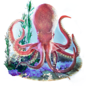 Octopus maria TikTok LIVE gift