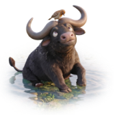 Water Buffalo TikTok LIVE gift
