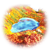 Maple World TikTok LIVE gift
