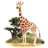 Gerry the Giraffe TikTok LIVE gift