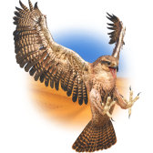 Falcon TikTok LIVE gift