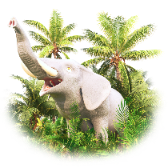 Elephant Reserve TikTok LIVE gift