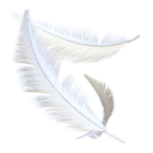 Feather Flock TikTok LIVE gift
