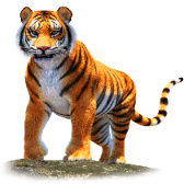 Malayan Tiger TikTok LIVE gift