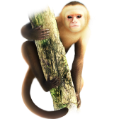 Marvin the Monkey TikTok LIVE gift