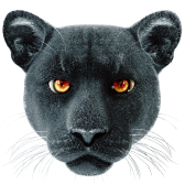 Panther TikTok LIVE gift