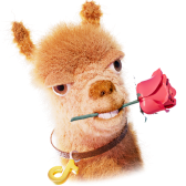 Llama Greetings TikTok LIVE gift
