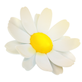 Daisies TikTok LIVE gift