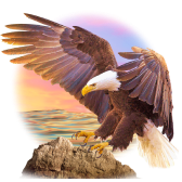 American Eagle TikTok LIVE gift