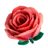 Rosa TikTok LIVE gift