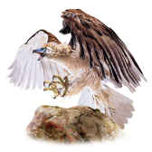 Philippine Eagle TikTok LIVE gift