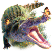 Crocodile TikTok LIVE gift