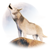 Desert Wolf TikTok LIVE gift