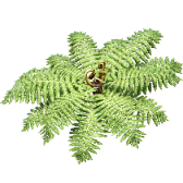 Silver Fern TikTok LIVE gift