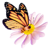 Flying Butterfly TikTok LIVE gift