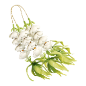 Sampaguita TikTok LIVE gift