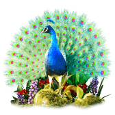 Peacock TikTok LIVE gift