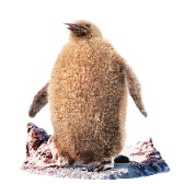 Fluffy Penguin TikTok LIVE gift