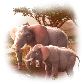 Elephant Pals TikTok LIVE gift
