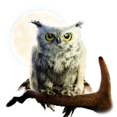 Owl TikTok LIVE gift