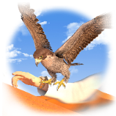 Soaring Spirit TikTok LIVE gift
